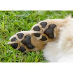 pattes-de-chiens