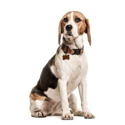 Médaille chien à graver