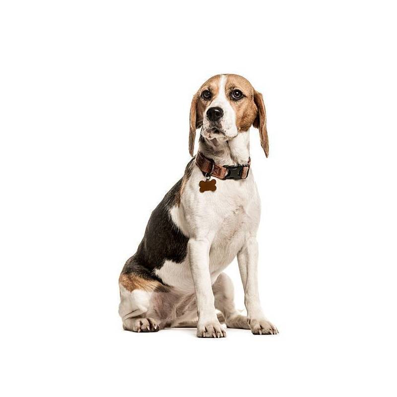 Médaille chien à graver