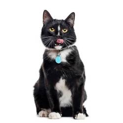 Médaille chat à graver