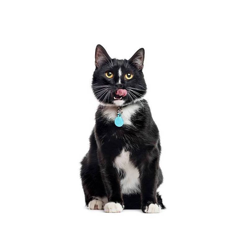 Médaille chat à graver