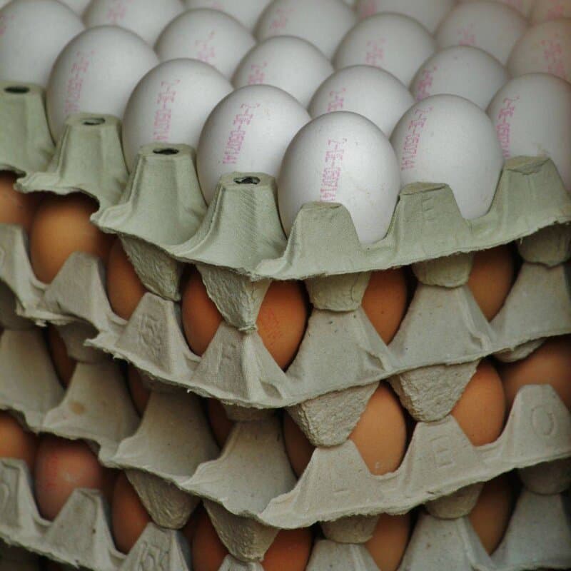Tampon oeufs