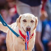 Médaille chien et médaille chat - Ecriture et tampon